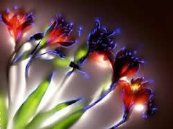 aura de flores